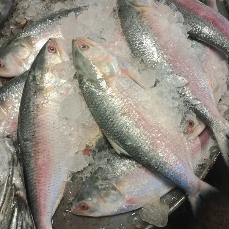 Hilsha Fish (ইলিশ মাছ)