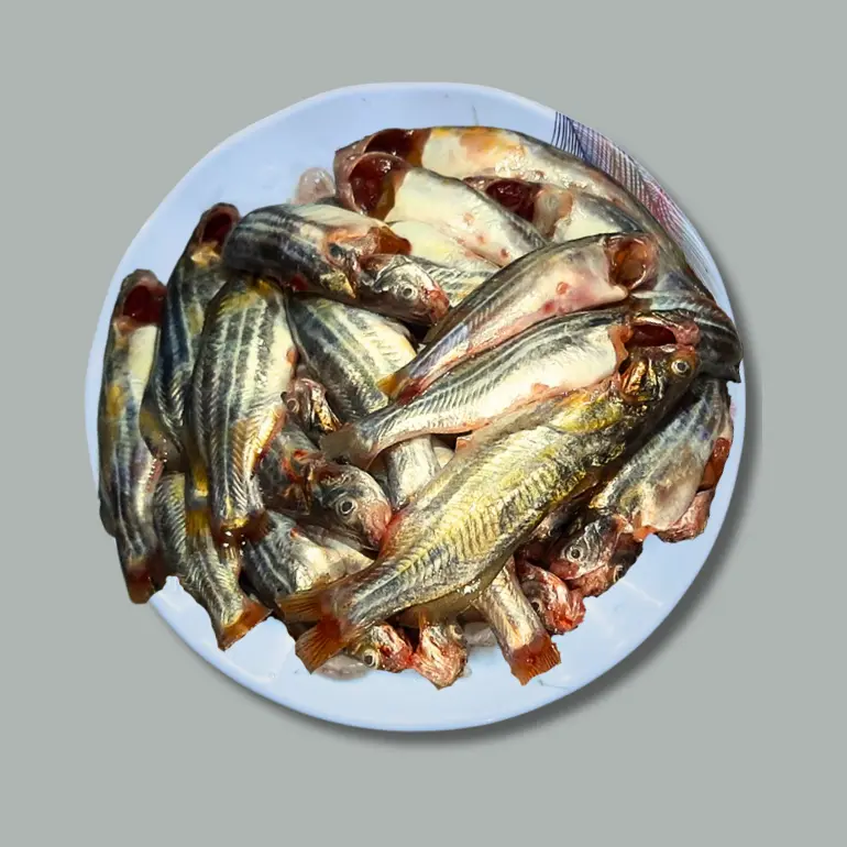 Deshi Tengra fish (দেশি টেংরা মাছ)