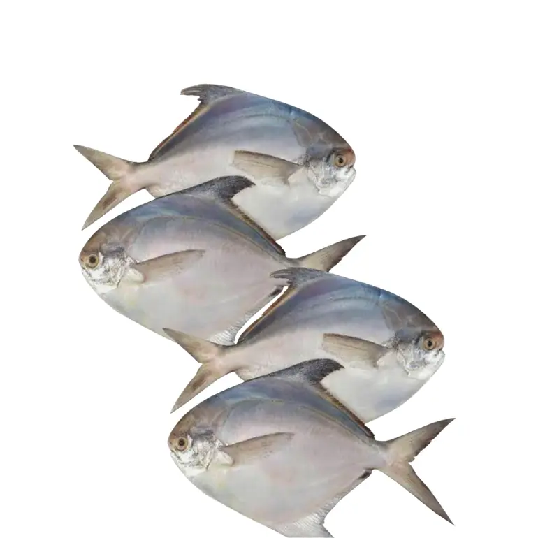 Rupchada Fish (রুপচাদা মাছ)