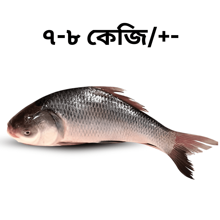 Catla Fish (কাতলা মাছ)