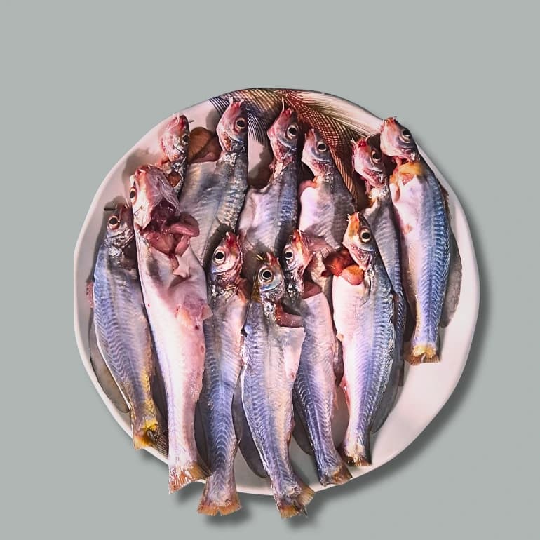 Gulsha Tengra (গুলশা টেংরা)