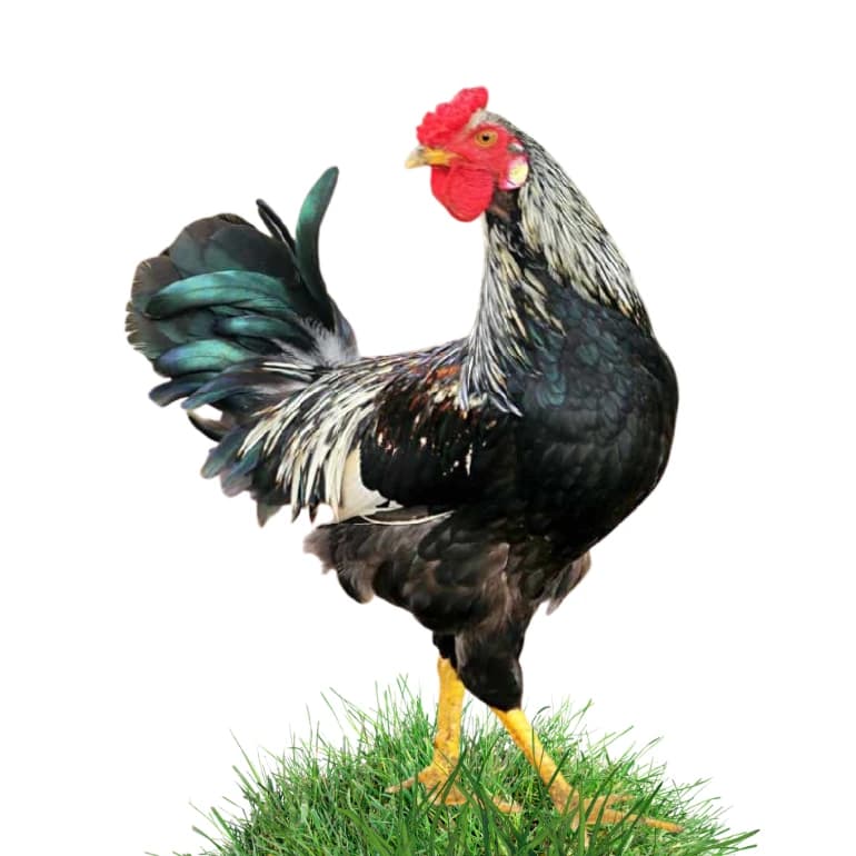 Deshi Chicken (দেশি মুরগী)