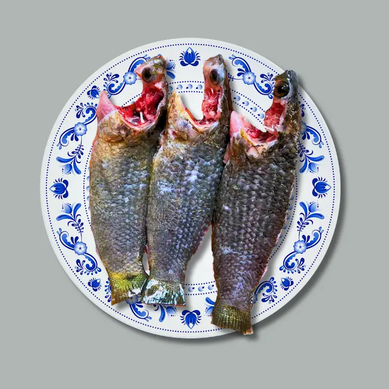 koi Fish (দেশি কই মাছ)