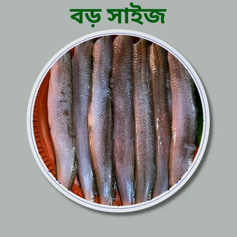 Baim Fish (বাইম মাছ)