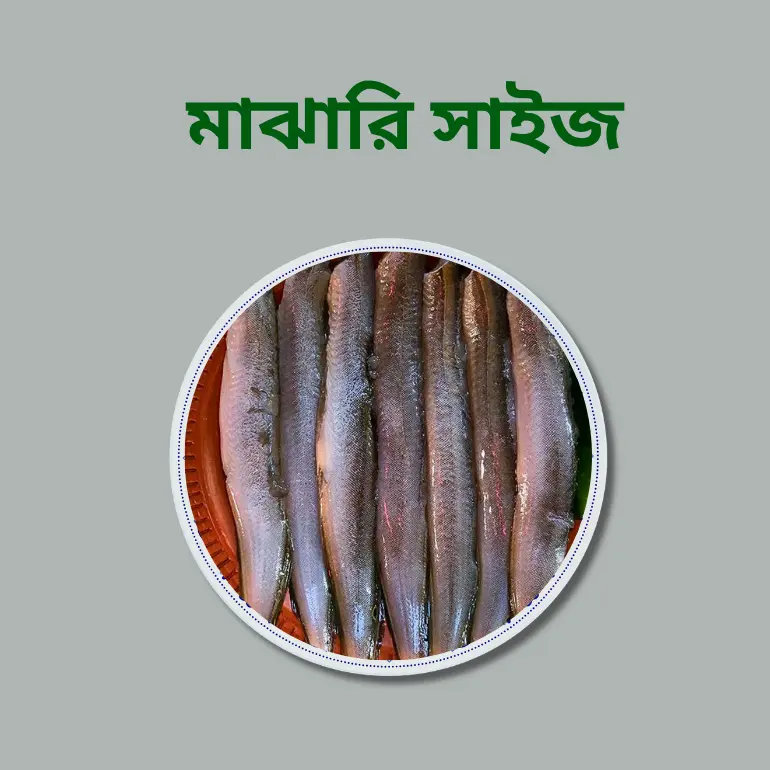Baim Fish (বাইম মাছ)