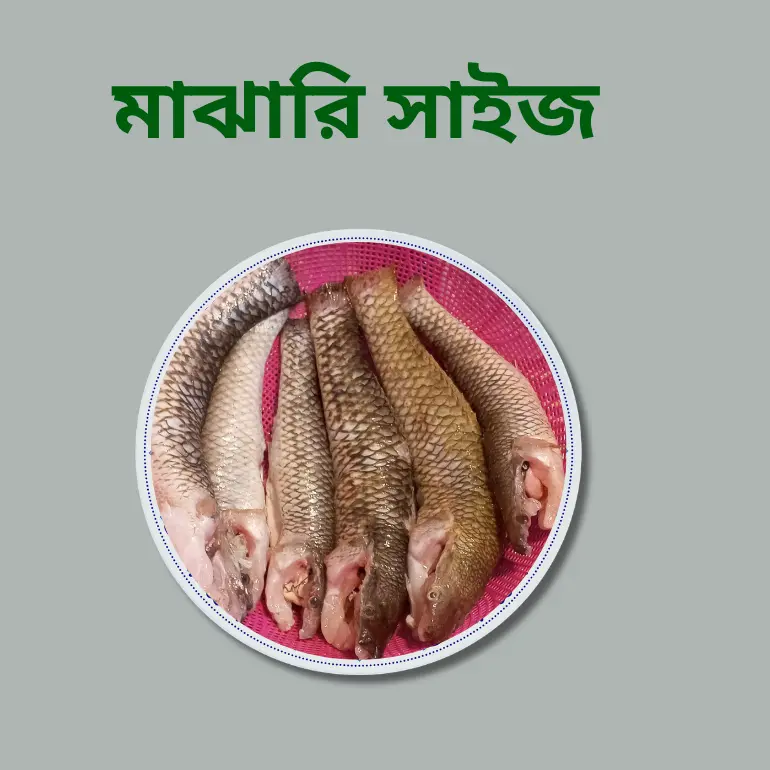 Belle  Fish  (বেলে মাছ)