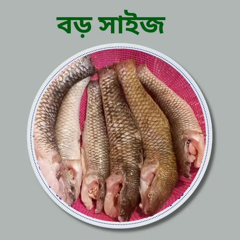 Belle  Fish  (বেলে মাছ)
