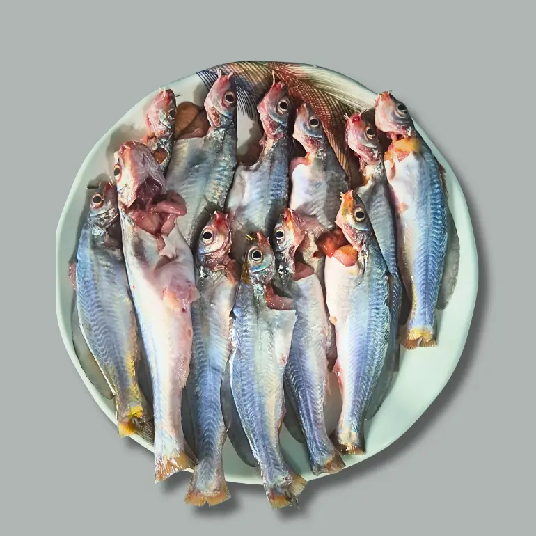 Gulsha Tengra (গুলসা টেংরা)