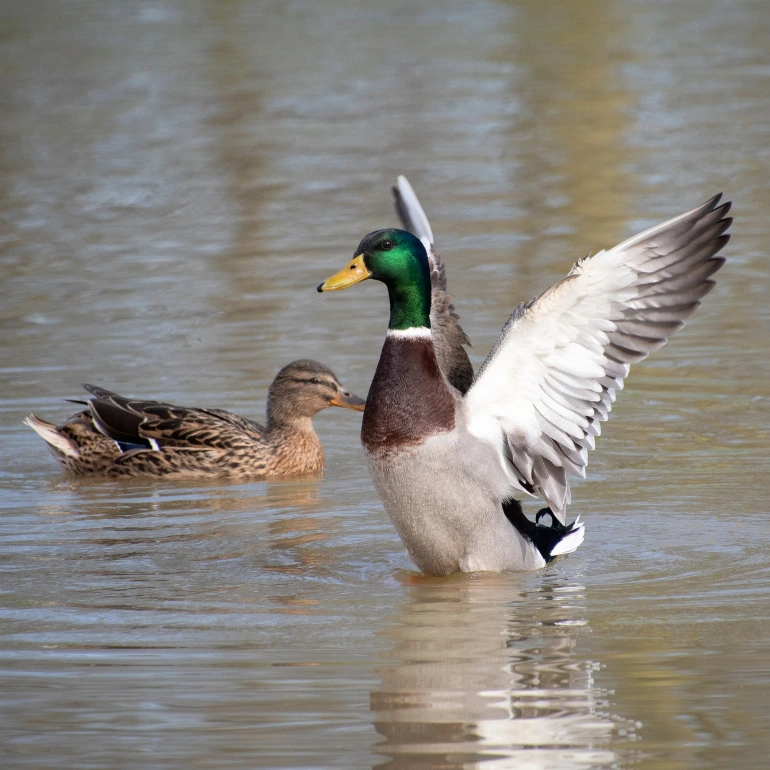 Duck