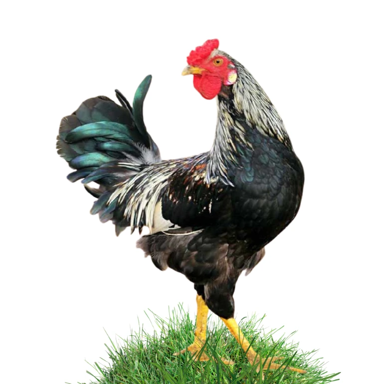 website product ( 770 px) new size (45)